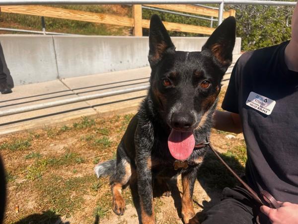 Enlarge Jango, a Adoptable mixed breed in Oceanside, CA image 2/2