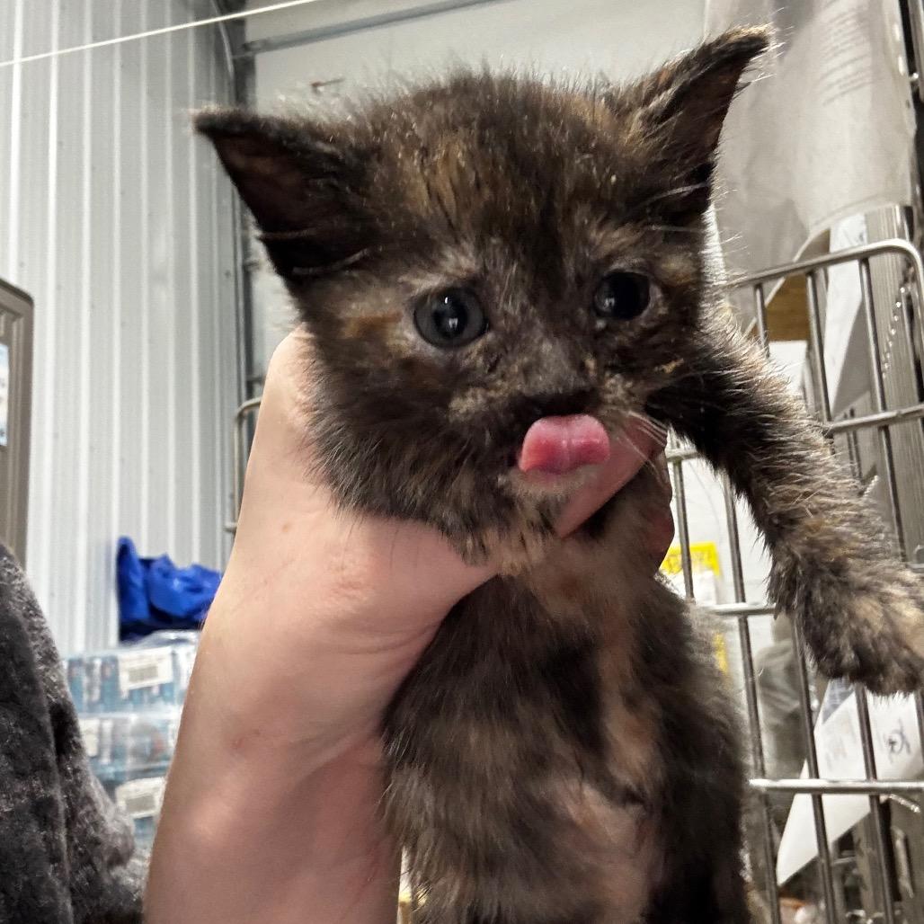 Enlarge Dolly, a Adoptable Domestic Short Hair in Muscatine, IA image 2/4