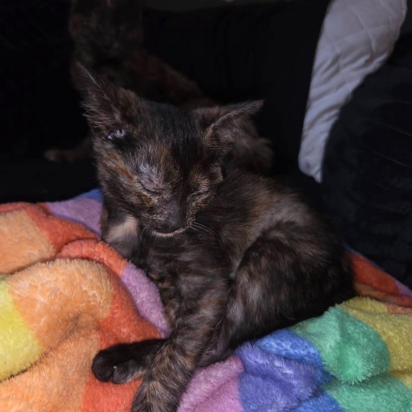 Enlarge Dolly, a Adoptable Domestic Short Hair in Muscatine, IA image 3/4