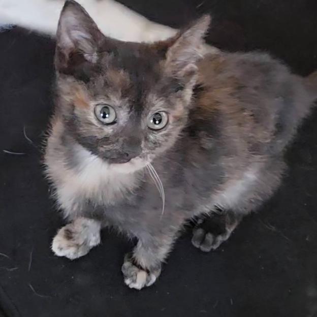 Enlarge Dolly, a Adoptable Domestic Short Hair in Muscatine, IA image 4/4