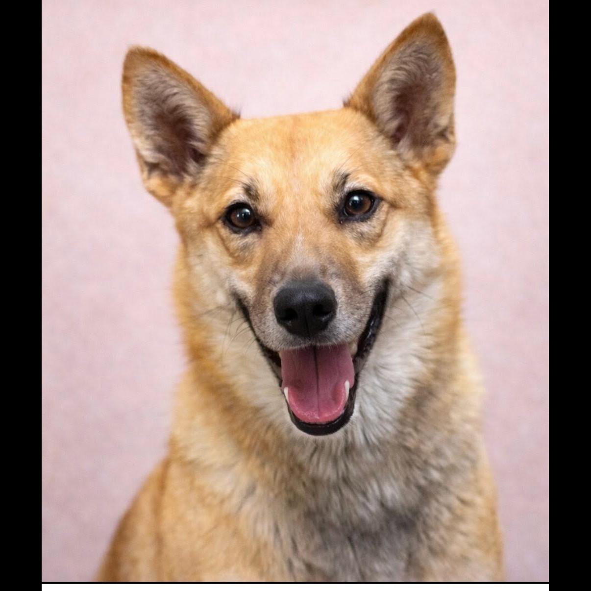 Foxy, Adoptable, Adult Female Shiba Inu & German Shepherd Dog.