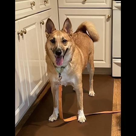 Enlarge Foxy, a Adoptable mixed breed in Rochester, NY image 2/6