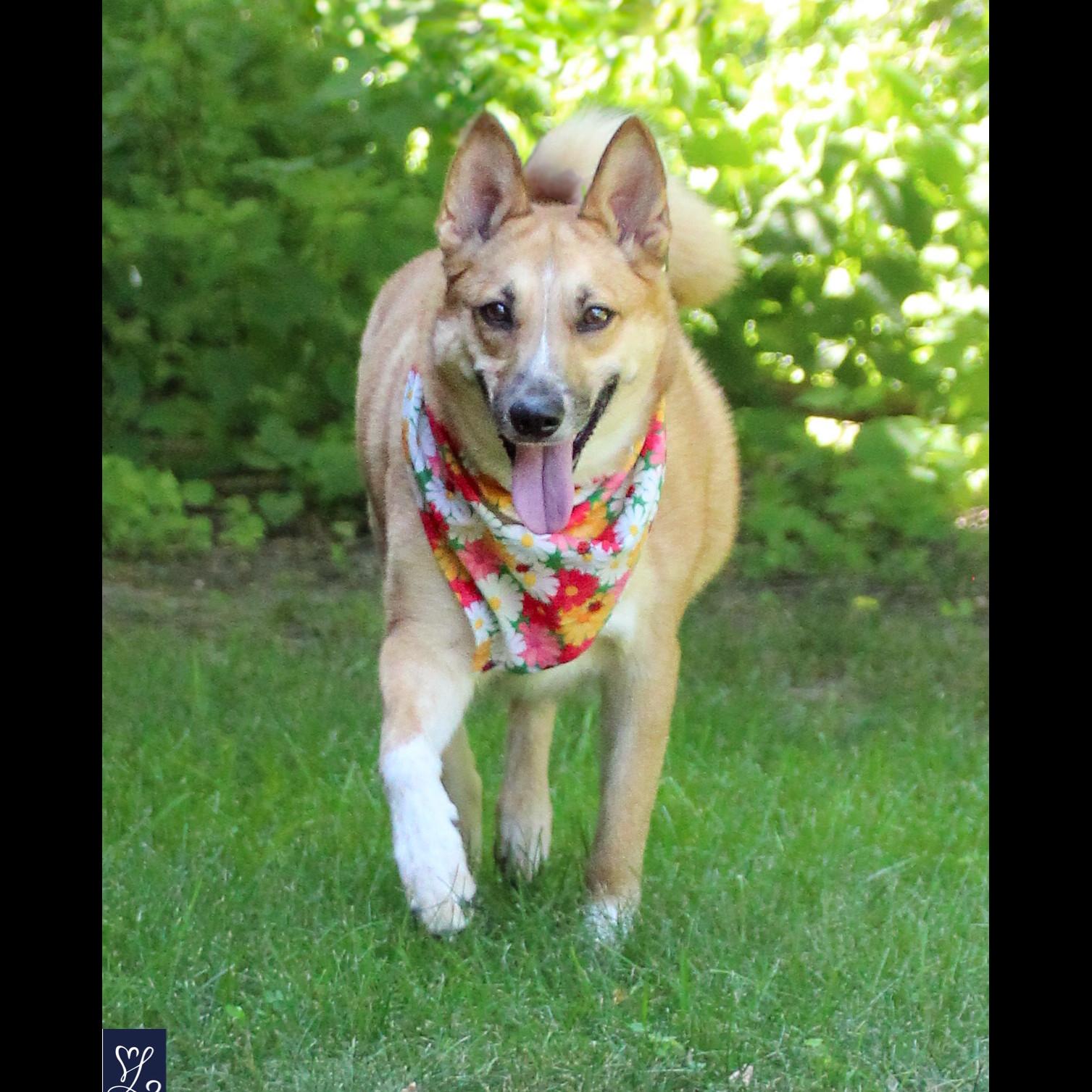 Enlarge Foxy, a Adoptable mixed breed in Rochester, NY image 3/6