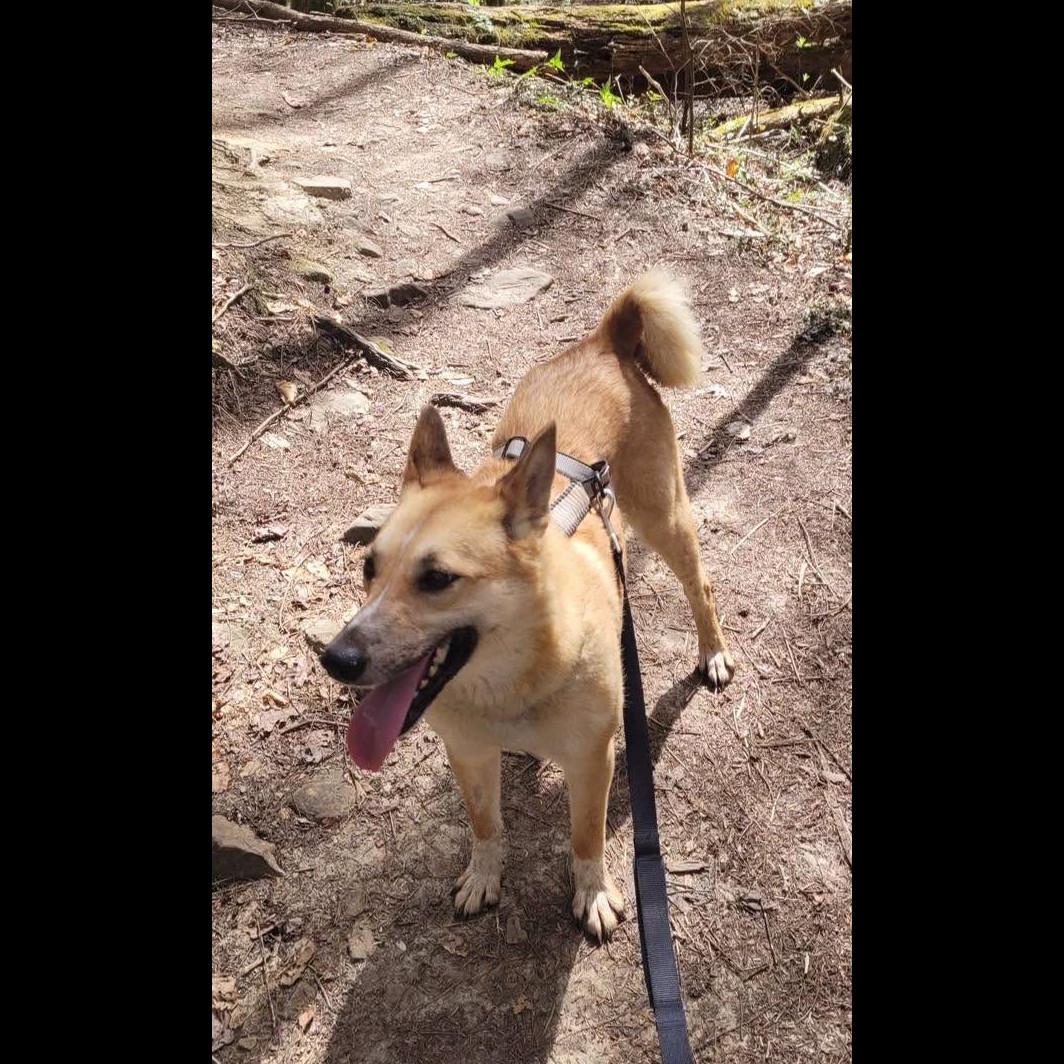 Enlarge Foxy, a Adoptable mixed breed in Rochester, NY image 5/6