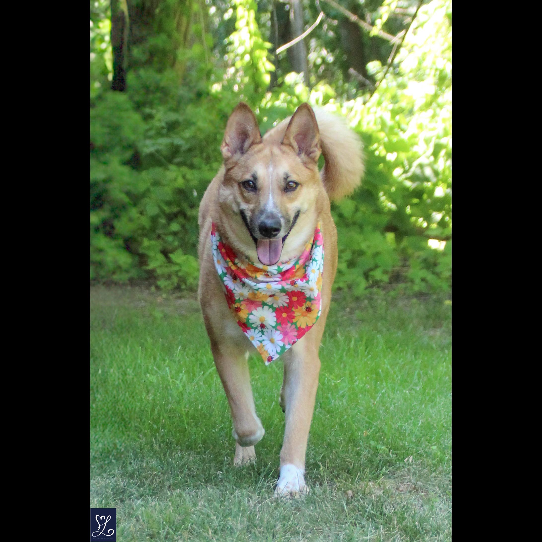 Enlarge Foxy, a Adoptable mixed breed in Rochester, NY image 4/6