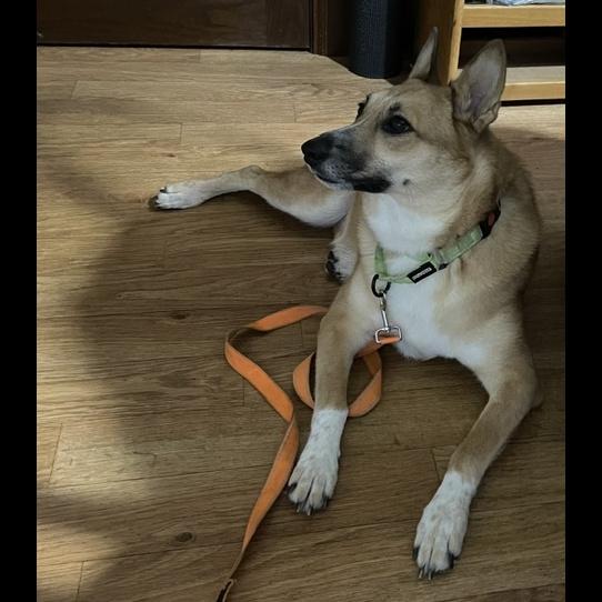 Enlarge Foxy, a Adoptable mixed breed in Rochester, NY image 6/6