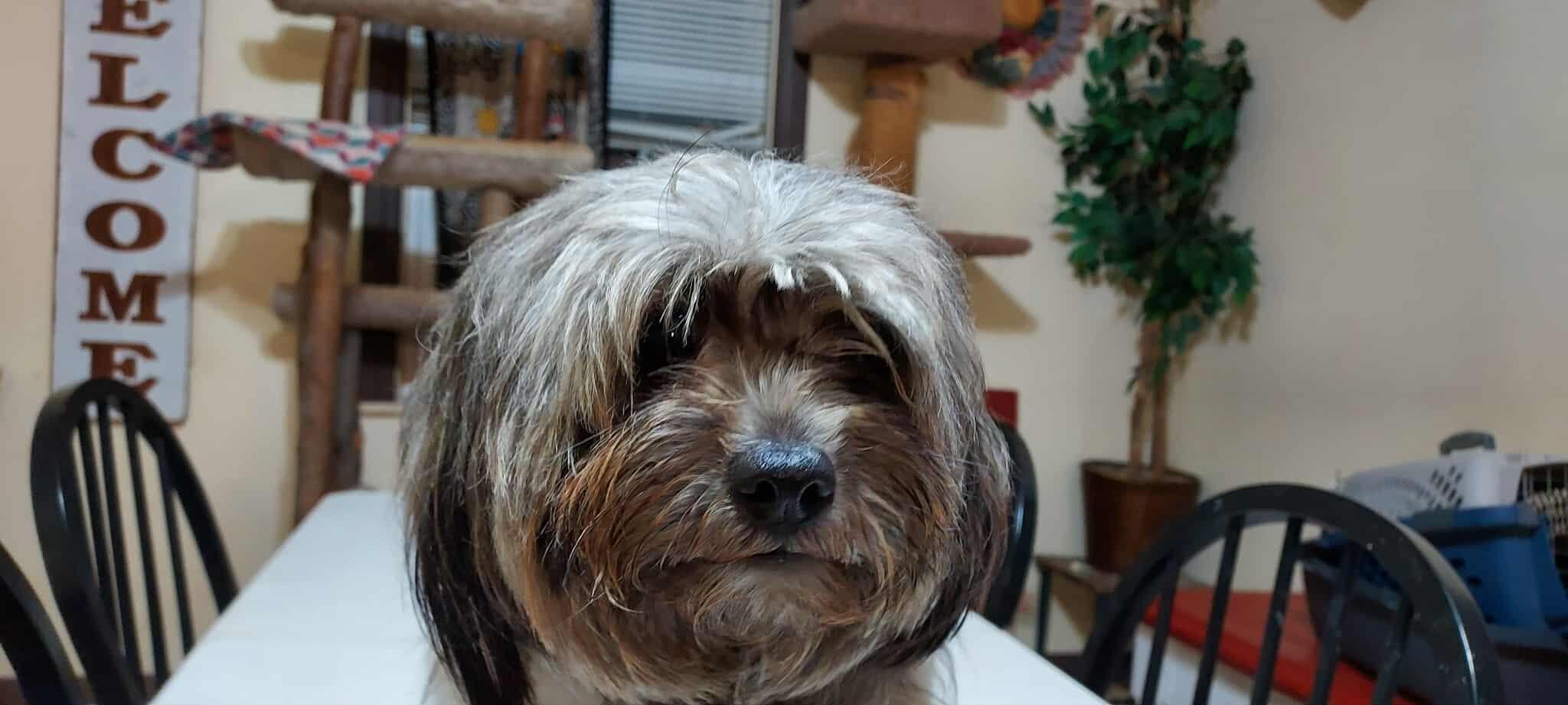 Enlarge Milo, a Adopted Shih Tzu in Rockvale, TN image 1/2