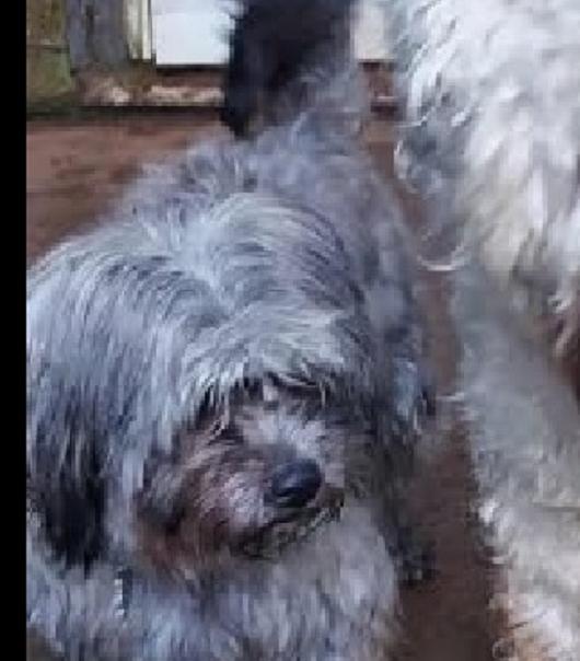 Enlarge Milo, a Adopted Shih Tzu in Rockvale, TN image 2/2