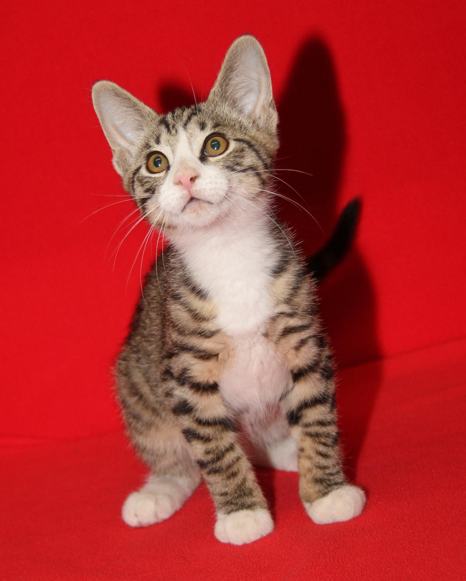 Dagger (Neutered) (Photos July 4th 2026), an adopted mixed breed in Marietta, OH image 4/6