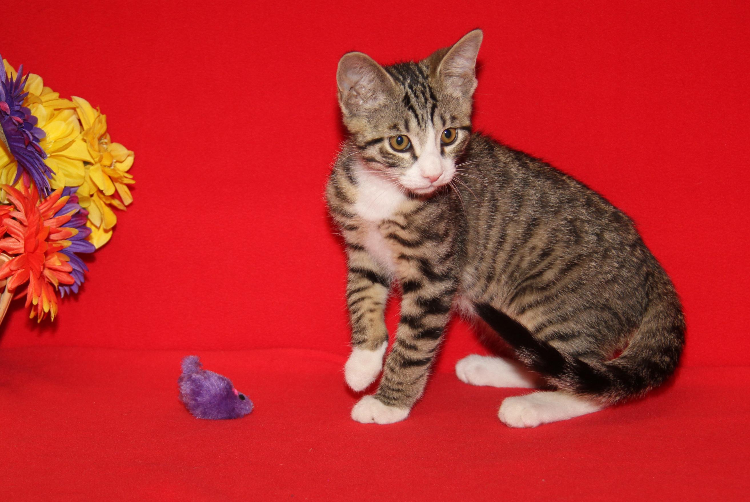 Dagger (Neutered) (Photos July 4th 2026), adopted, Kitten Male Tabby & Domestic Short Hair.