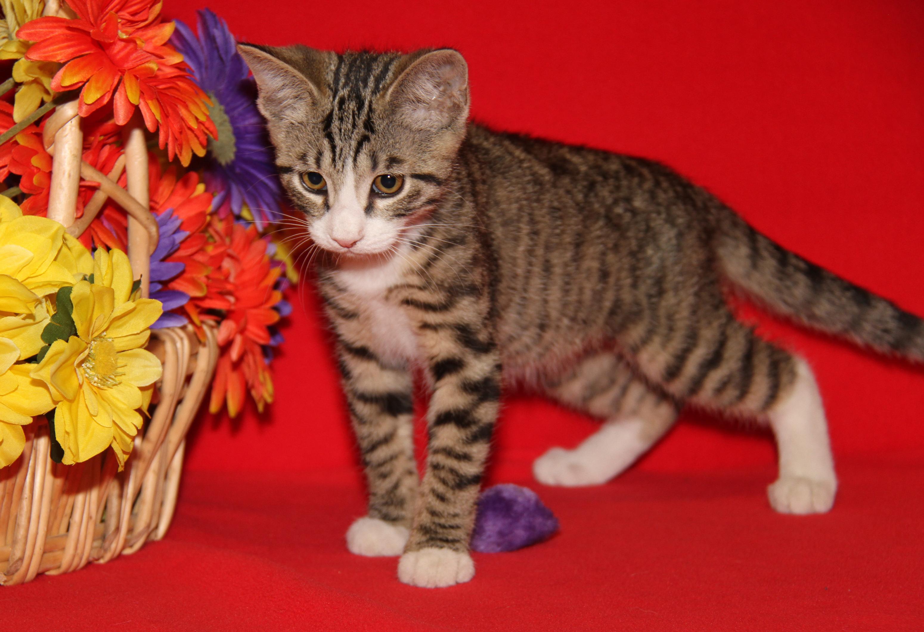Dagger (Neutered) (Photos July 4th 2026), an adopted mixed breed in Marietta, OH image 3/6