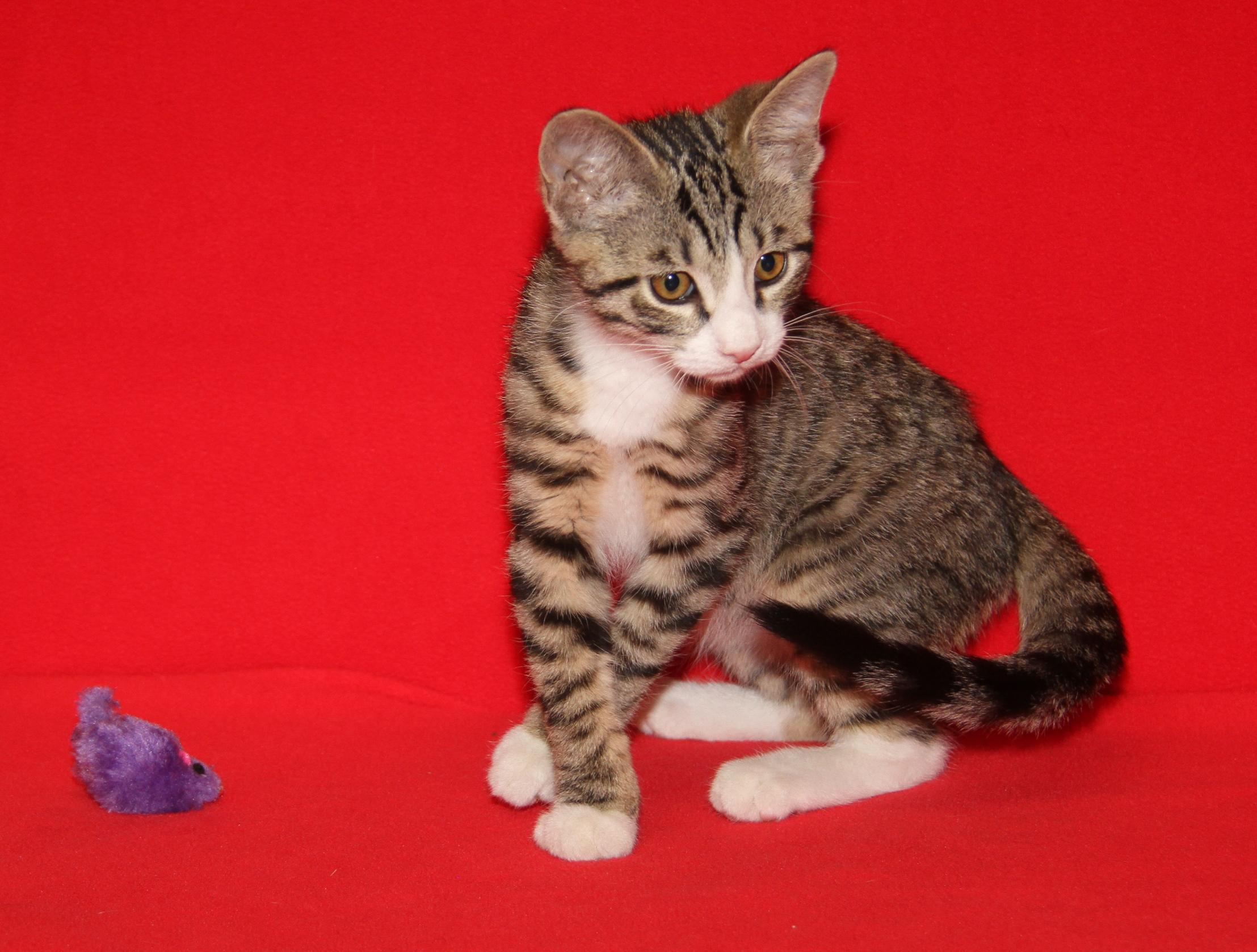 Dagger (Neutered) (Photos July 4th 2026), an adopted mixed breed in Marietta, OH image 2/6
