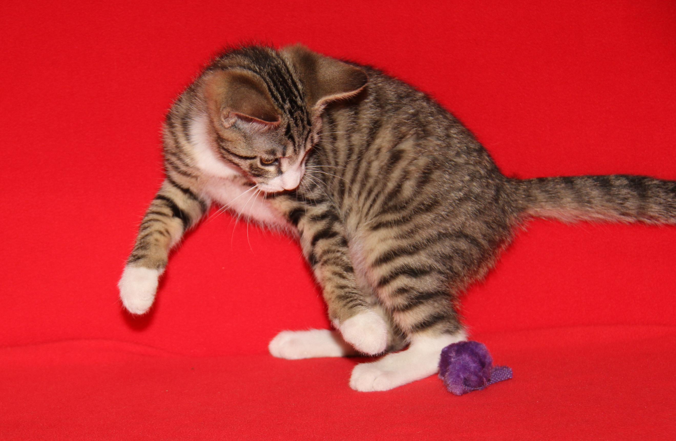 Dagger (Neutered) (Photos July 4th 2026), an adopted mixed breed in Marietta, OH image 6/6