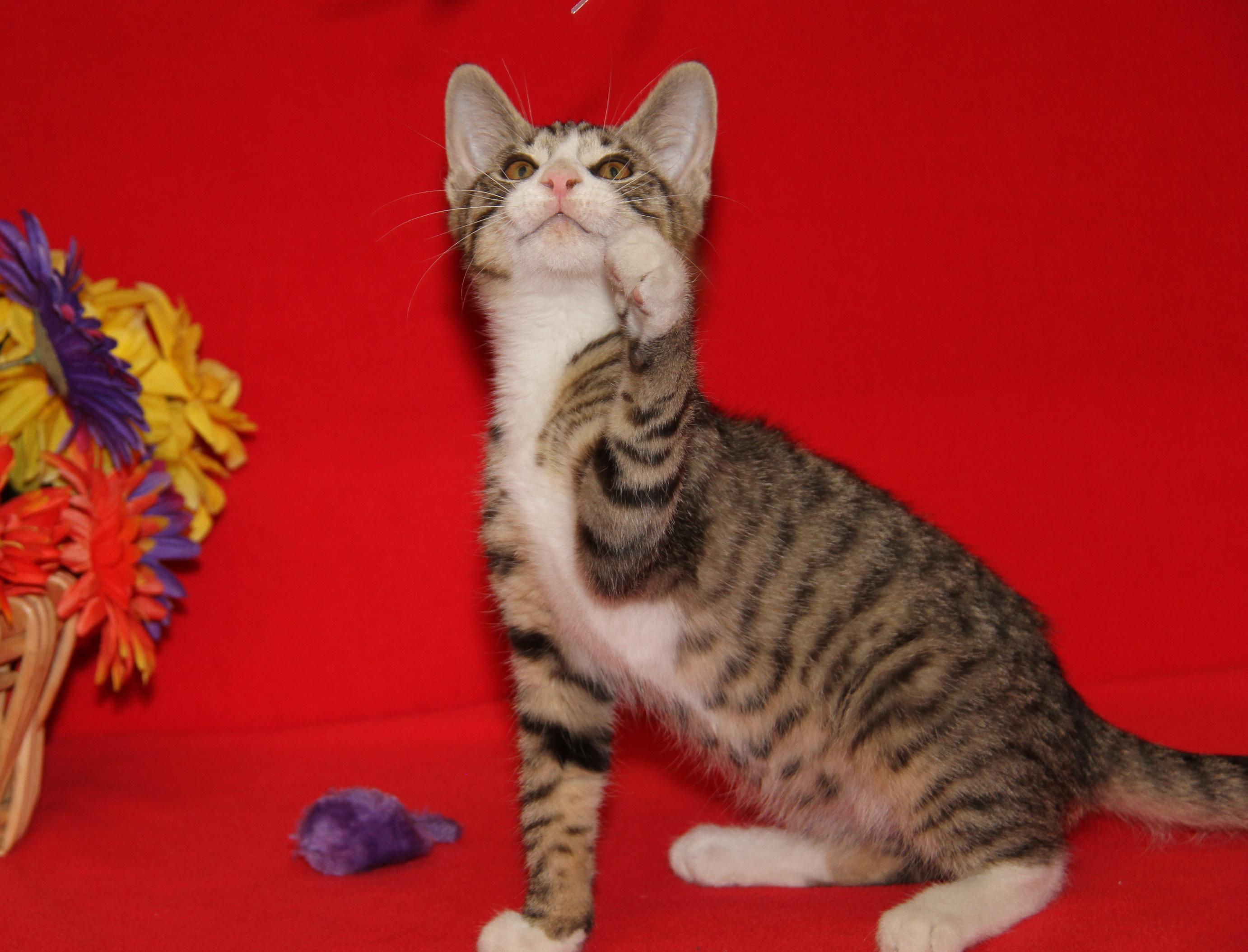 Dagger (Neutered) (Photos July 4th 2026), an adopted mixed breed in Marietta, OH image 5/6