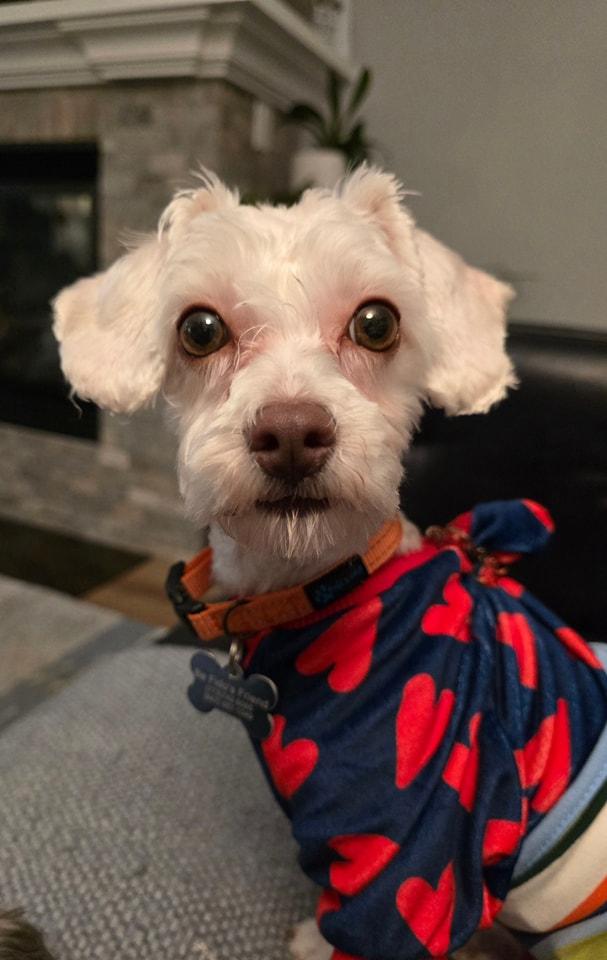 Enlarge Casmir, a Adopted mixed breed in Chicago, IL image 1/6