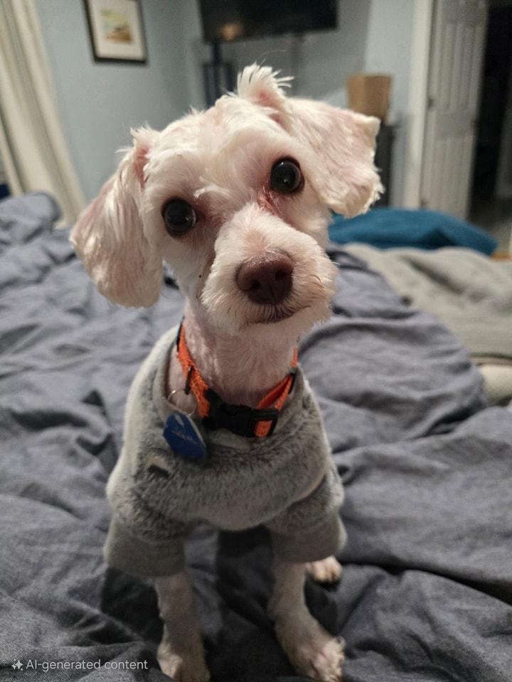 Enlarge Casmir, a Adopted mixed breed in Chicago, IL image 3/6