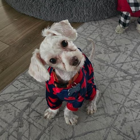 Enlarge Casmir, a Adopted mixed breed in Chicago, IL image 4/6