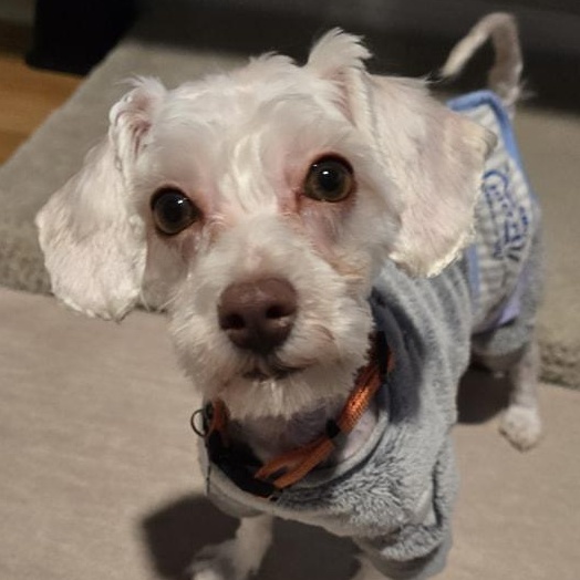 Enlarge Casmir, a Adopted mixed breed in Chicago, IL image 6/6