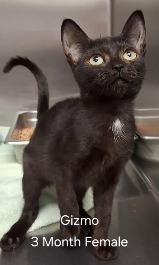Gizmo, ADOPTABLE, Young Female Domestic Short Hair.