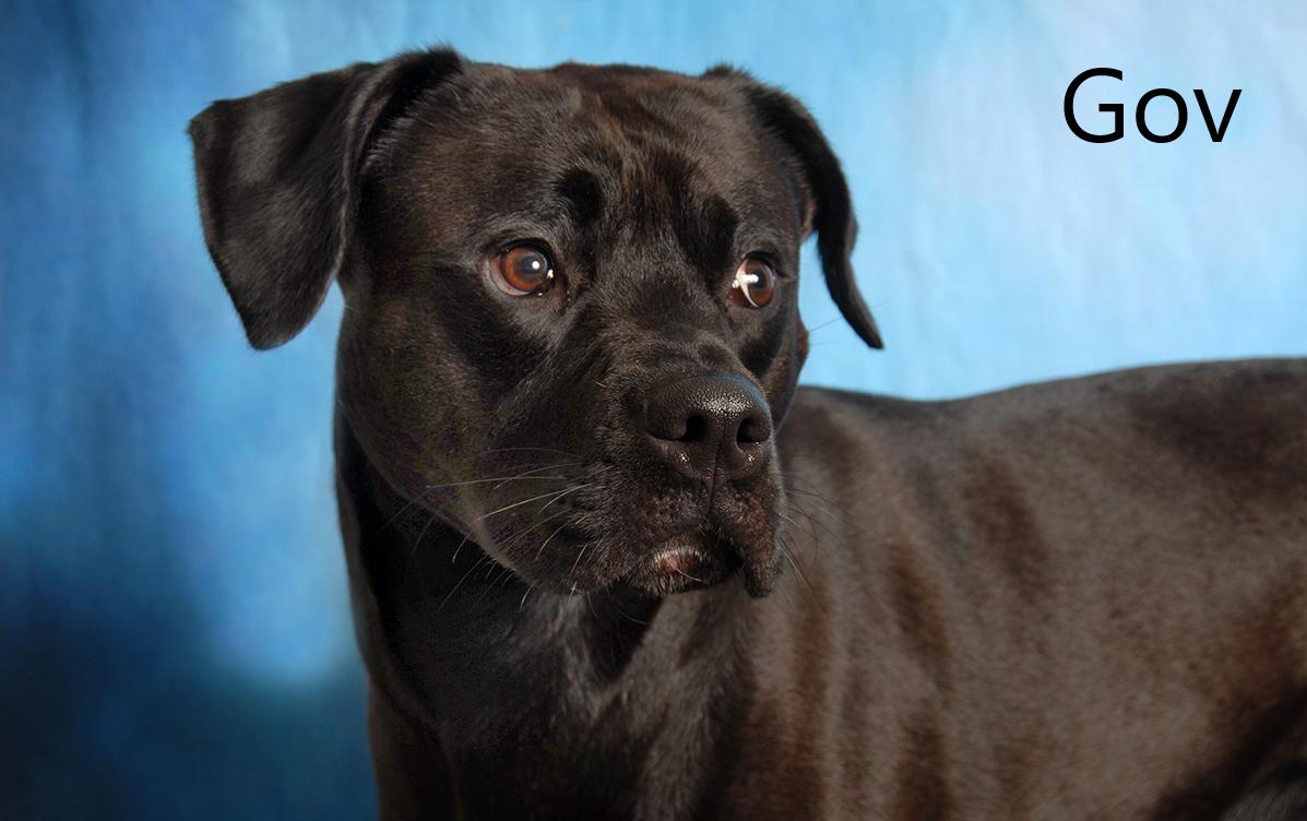Gov, a ADOPTABLE mixed breed in Mount Vernon, OH image 1/2