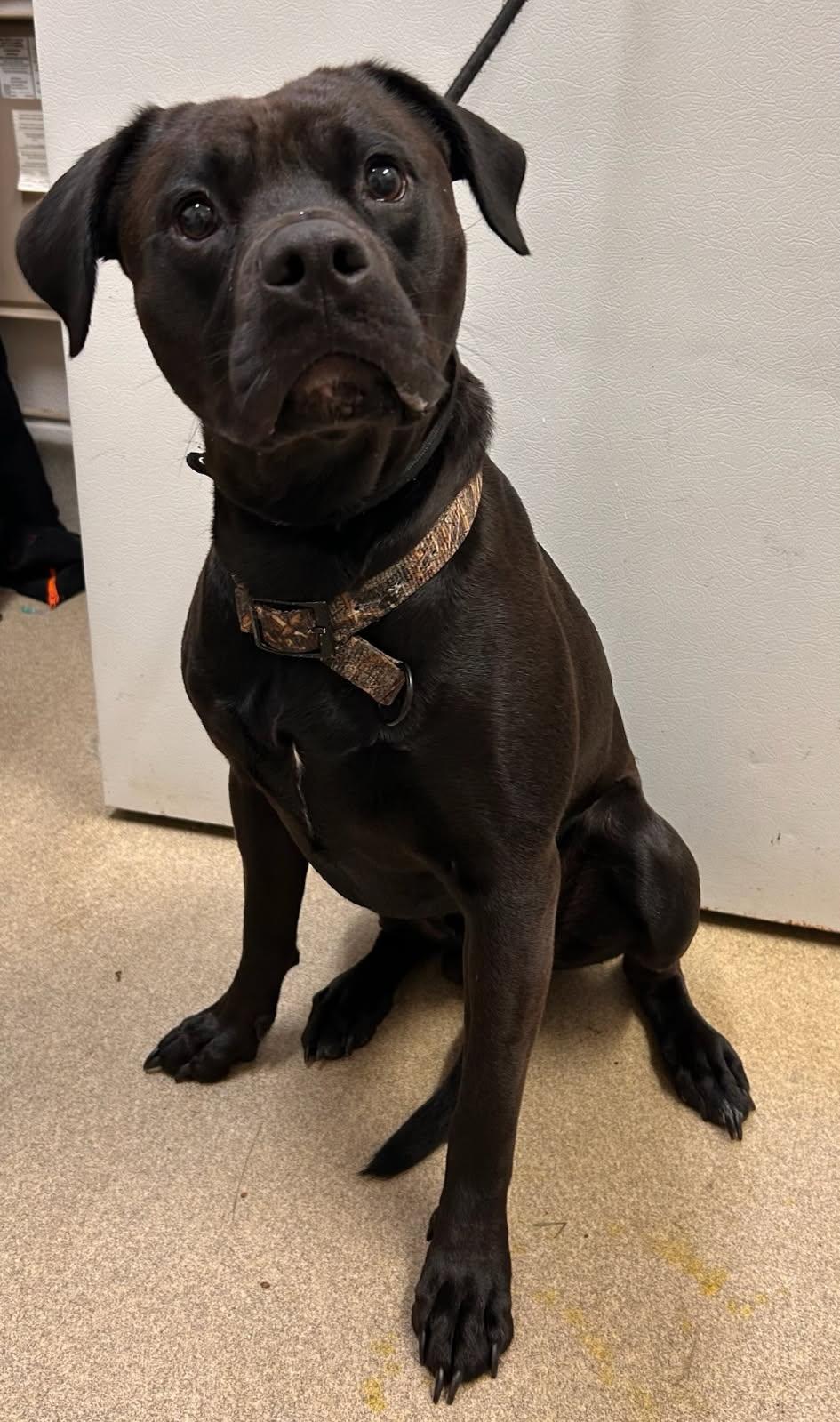 Gov, a ADOPTABLE mixed breed in Mount Vernon, OH image 2/2