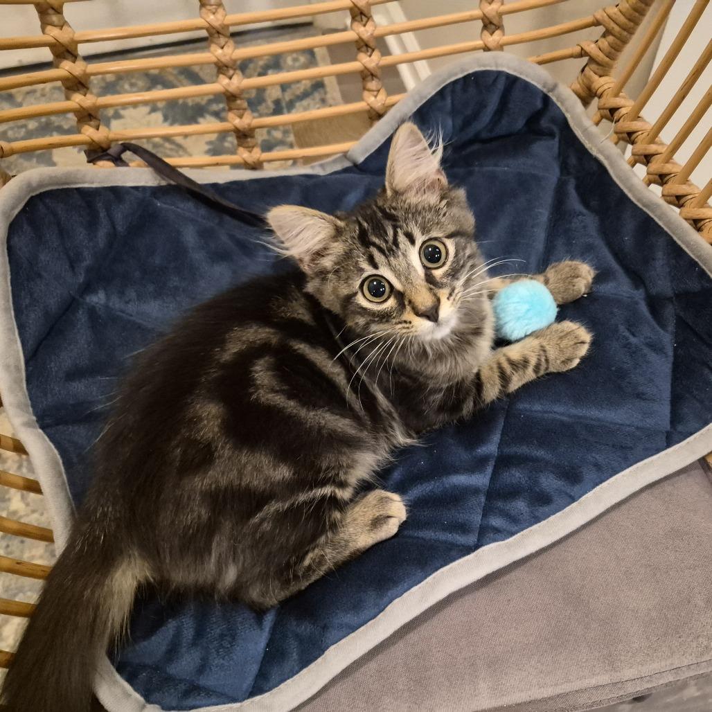 Enlarge Ricky, a Adoptable Domestic Medium Hair in Durham, NC image 1/5