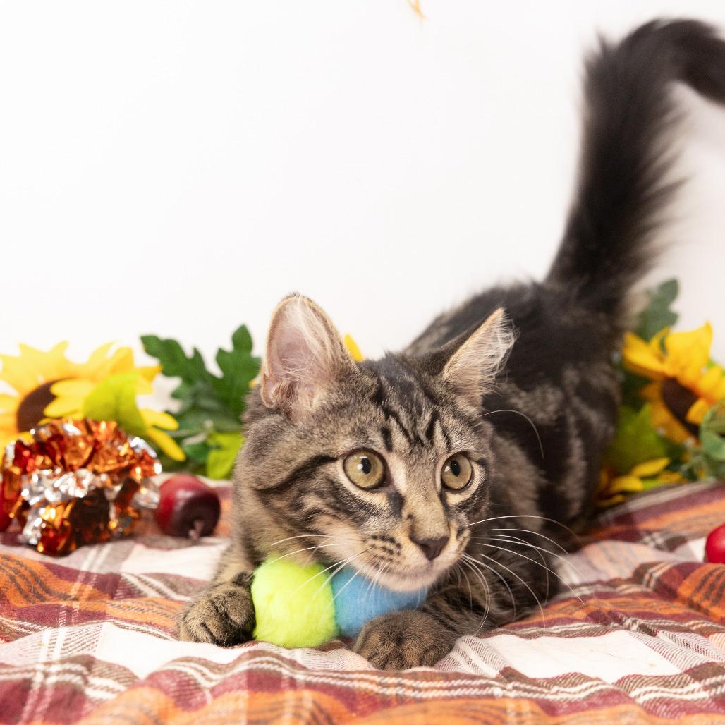 Enlarge Ricky, a Adoptable Domestic Medium Hair in Durham, NC image 2/5