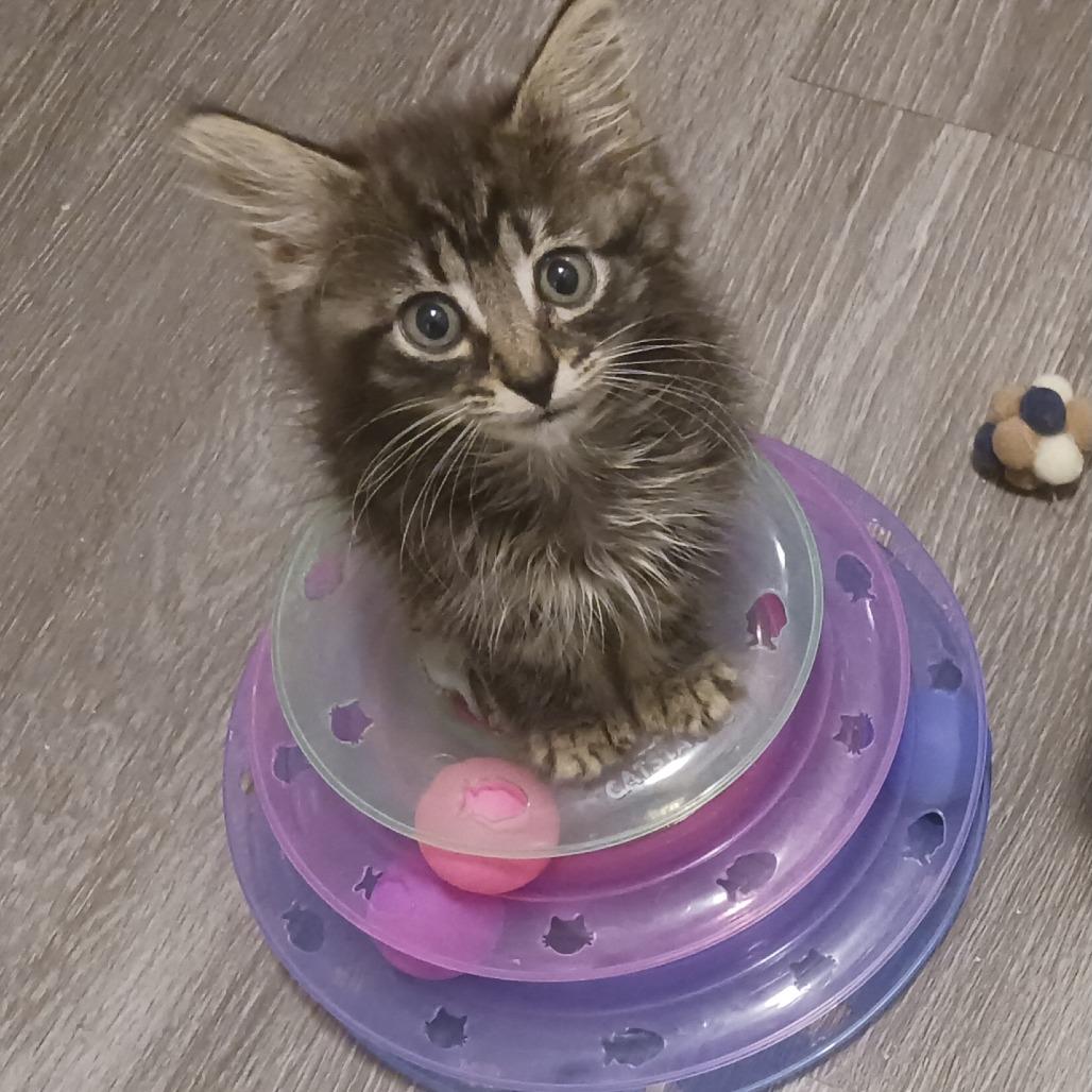 Enlarge Ricky, a Adoptable Domestic Medium Hair in Durham, NC image 3/5