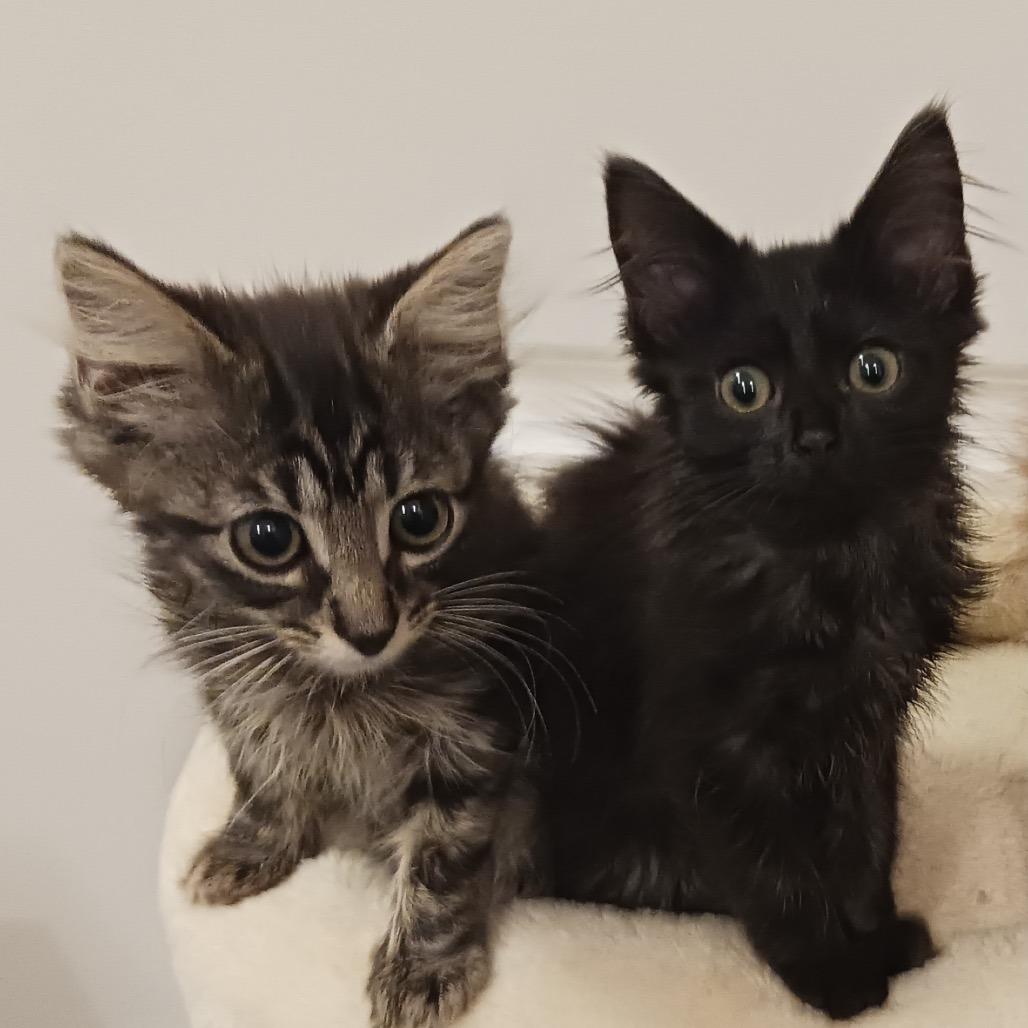 Enlarge Ricky, a Adoptable Domestic Medium Hair in Durham, NC image 4/5