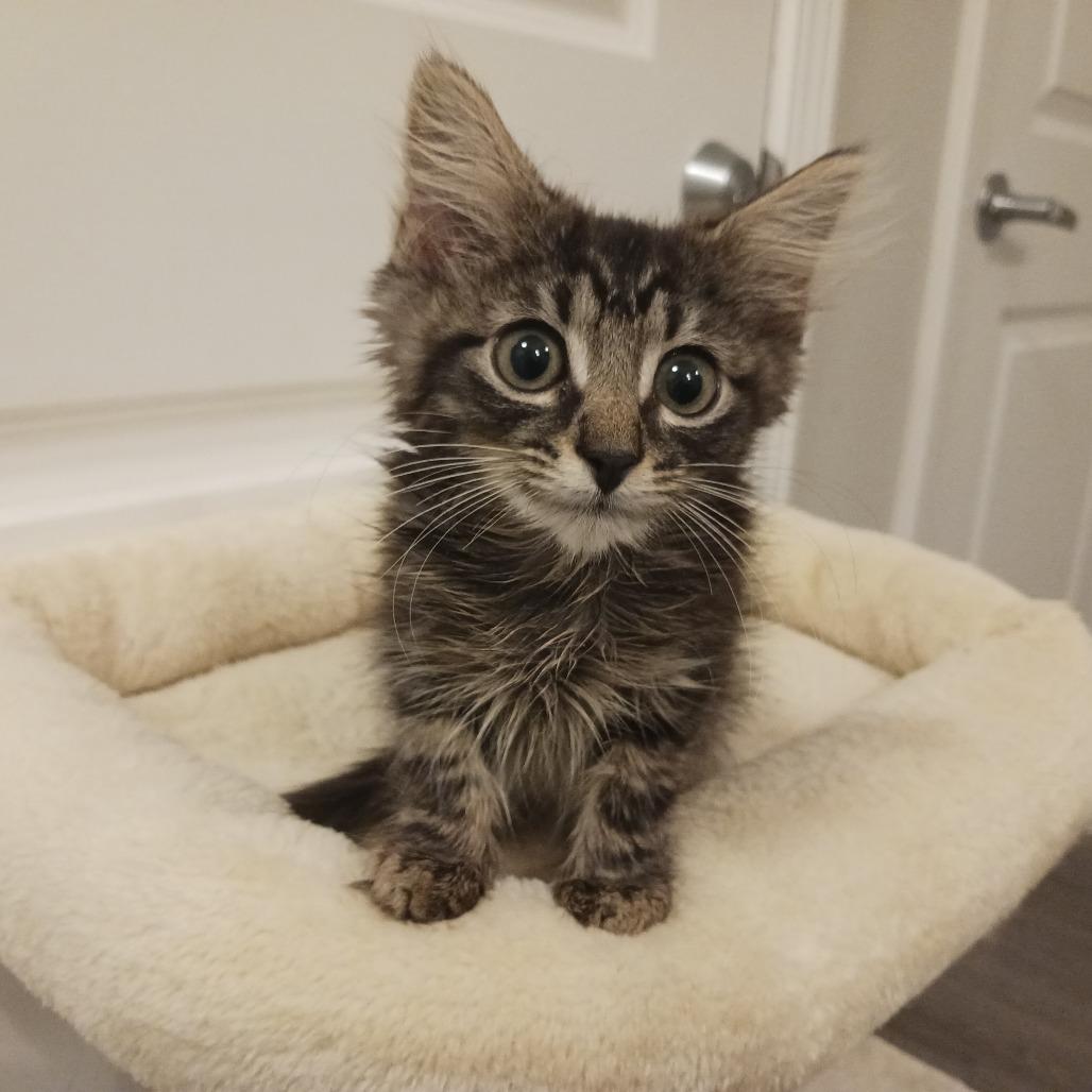 Enlarge Ricky, a Adoptable Domestic Medium Hair in Durham, NC image 5/5