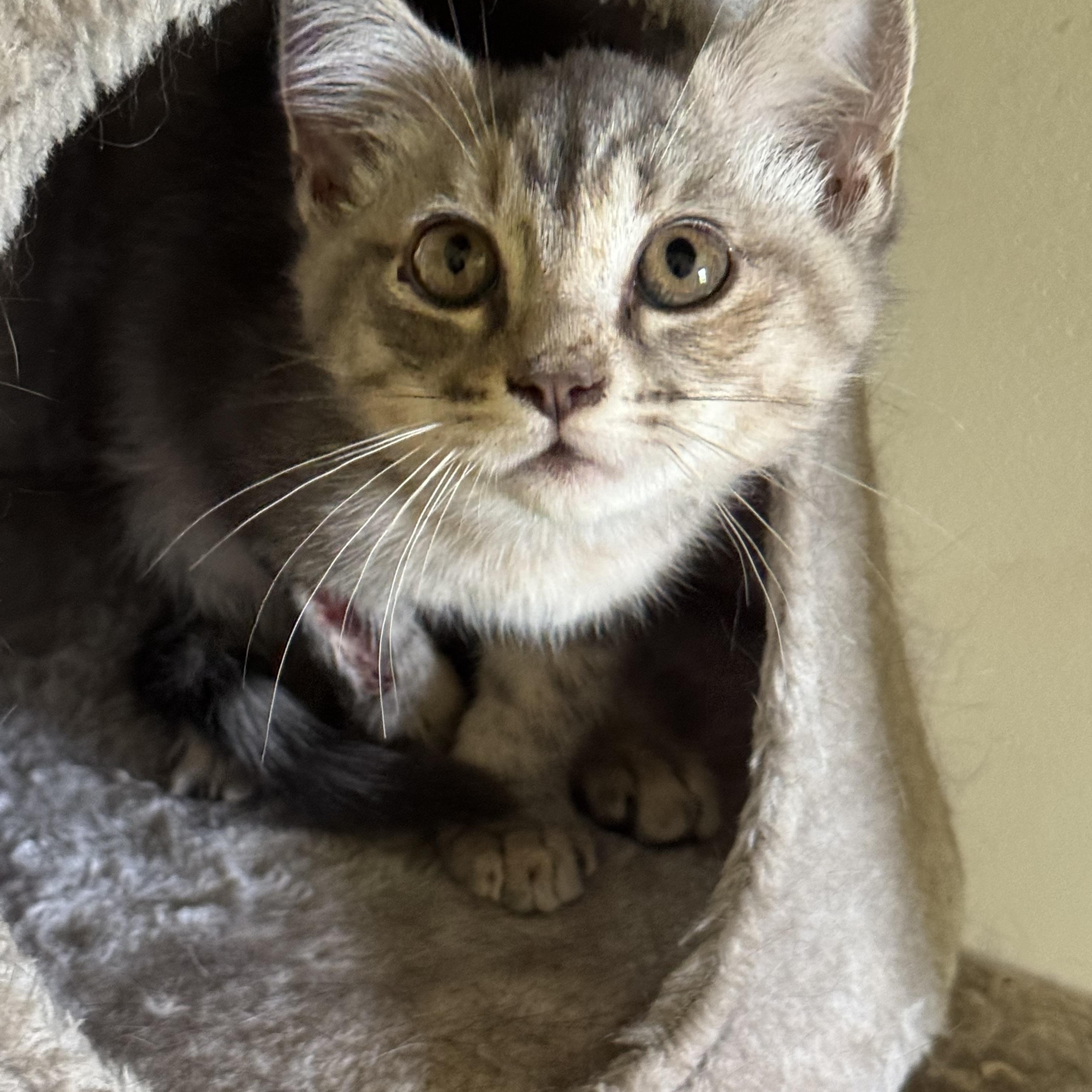 Flax, ADOPTABLE, Young Female Domestic Short Hair.
