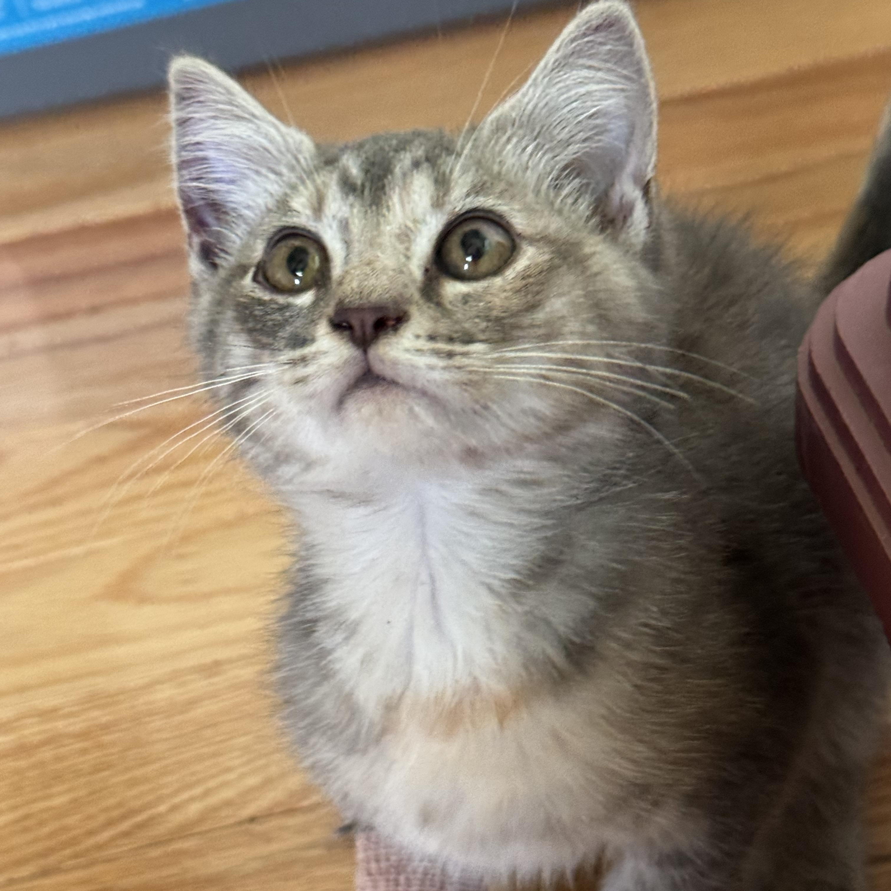 Flax, a ADOPTABLE Domestic Short Hair in Crossville, TN image 2/3