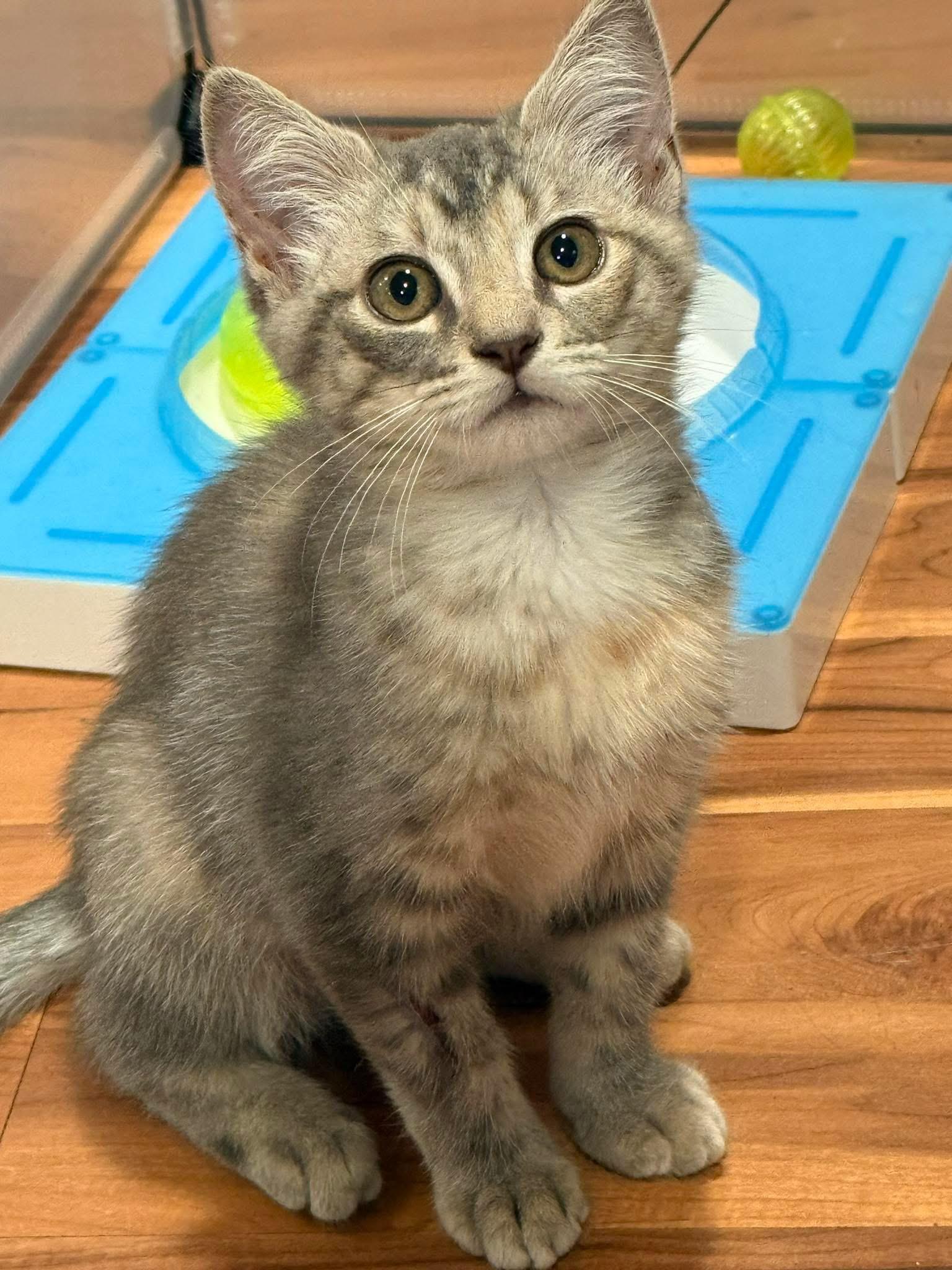 Flax, a ADOPTABLE Domestic Short Hair in Crossville, TN image 3/3