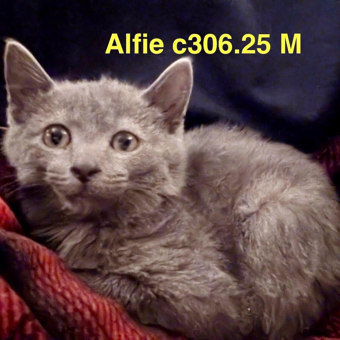 Enlarge Foster Alfie, a Adoptable Domestic Short Hair in Batavia, NY image 1/1