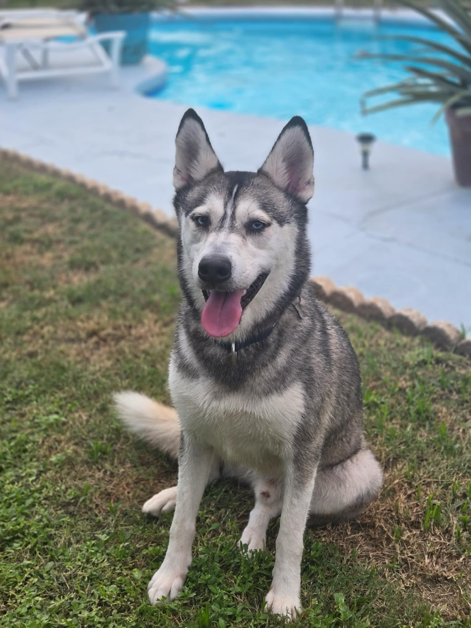 Apollo