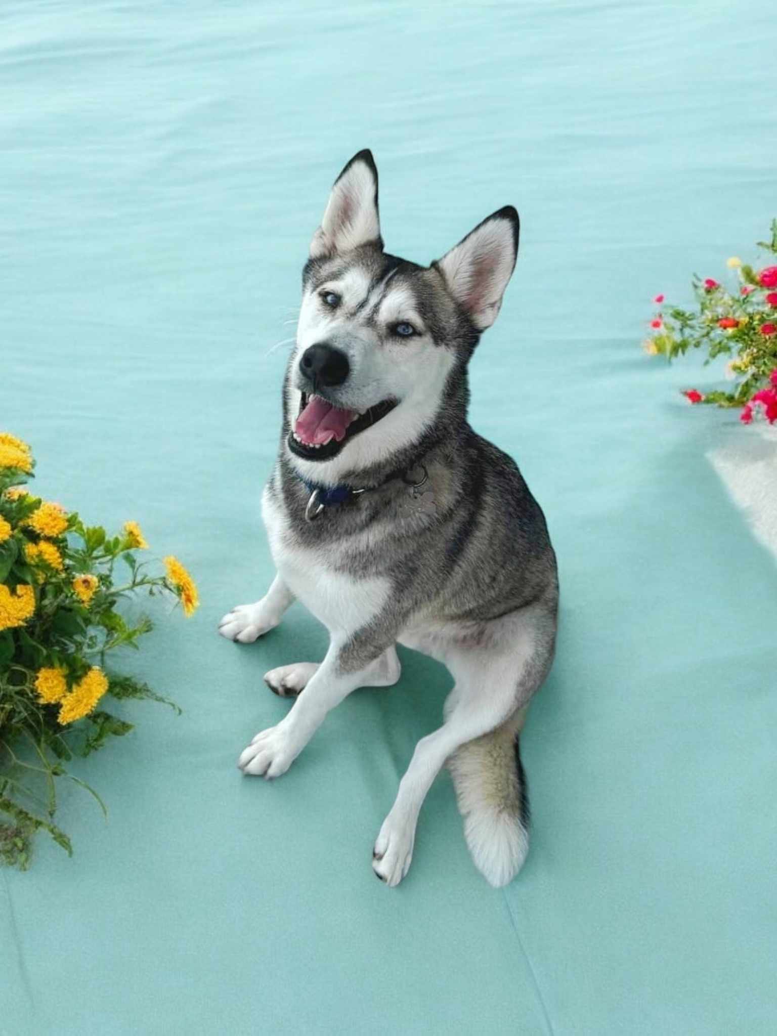 Apollo