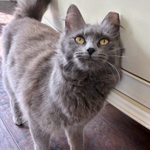 Rosalina, Adoptable, Young Female Domestic Medium Hair.
