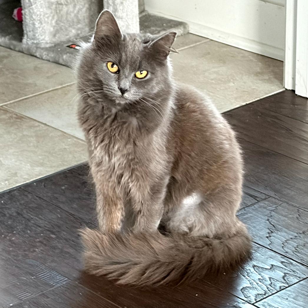 Enlarge Rosalina, a Adoptable Domestic Medium Hair in Knoxville, TN image 2/6