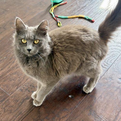 Enlarge Rosalina, a Adoptable Domestic Medium Hair in Knoxville, TN image 3/6