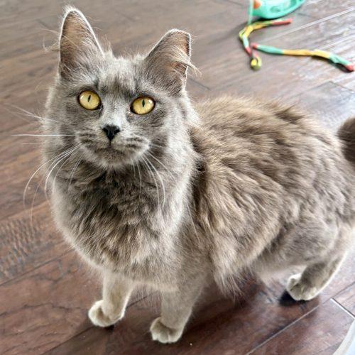 Enlarge Rosalina, a Adoptable Domestic Medium Hair in Knoxville, TN image 4/6