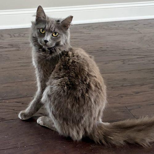 Enlarge Rosalina, a Adoptable Domestic Medium Hair in Knoxville, TN image 5/6