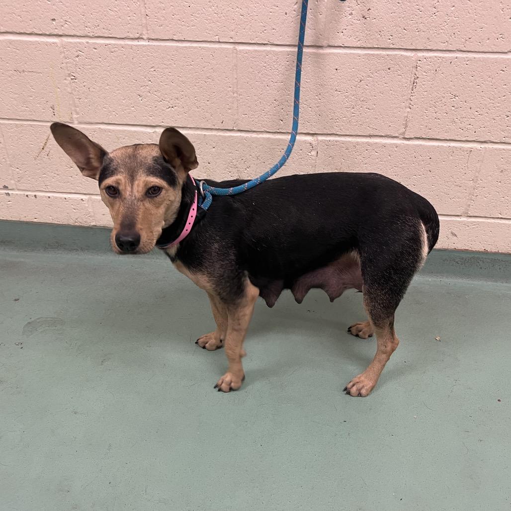Enlarge Penny Pickles, a Adoptable Mixed Breed in Bartlett, TN image 1/6
