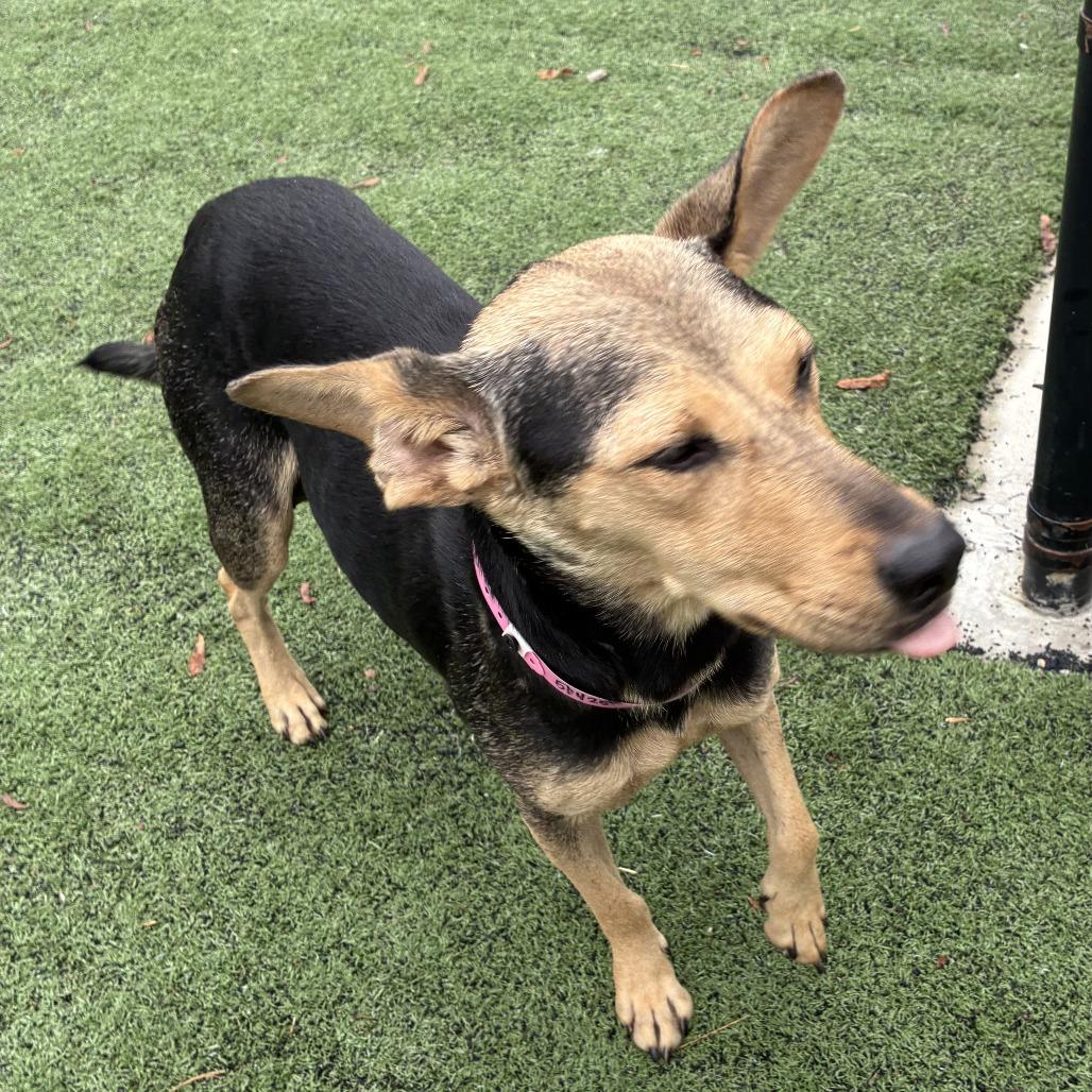 Enlarge Penny Pickles, a Adoptable Mixed Breed in Bartlett, TN image 2/6