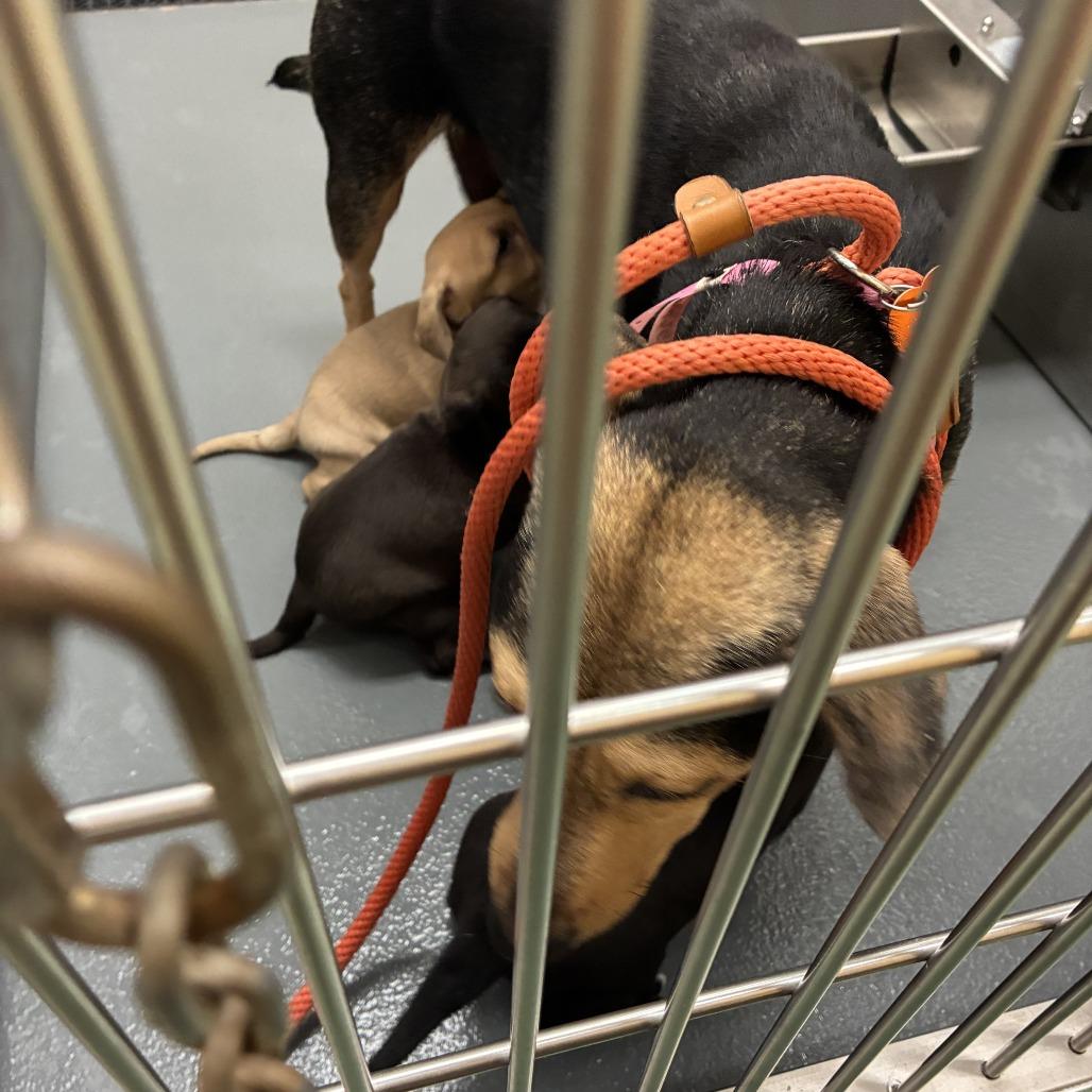 Enlarge Penny Pickles, a Adoptable Mixed Breed in Bartlett, TN image 3/6