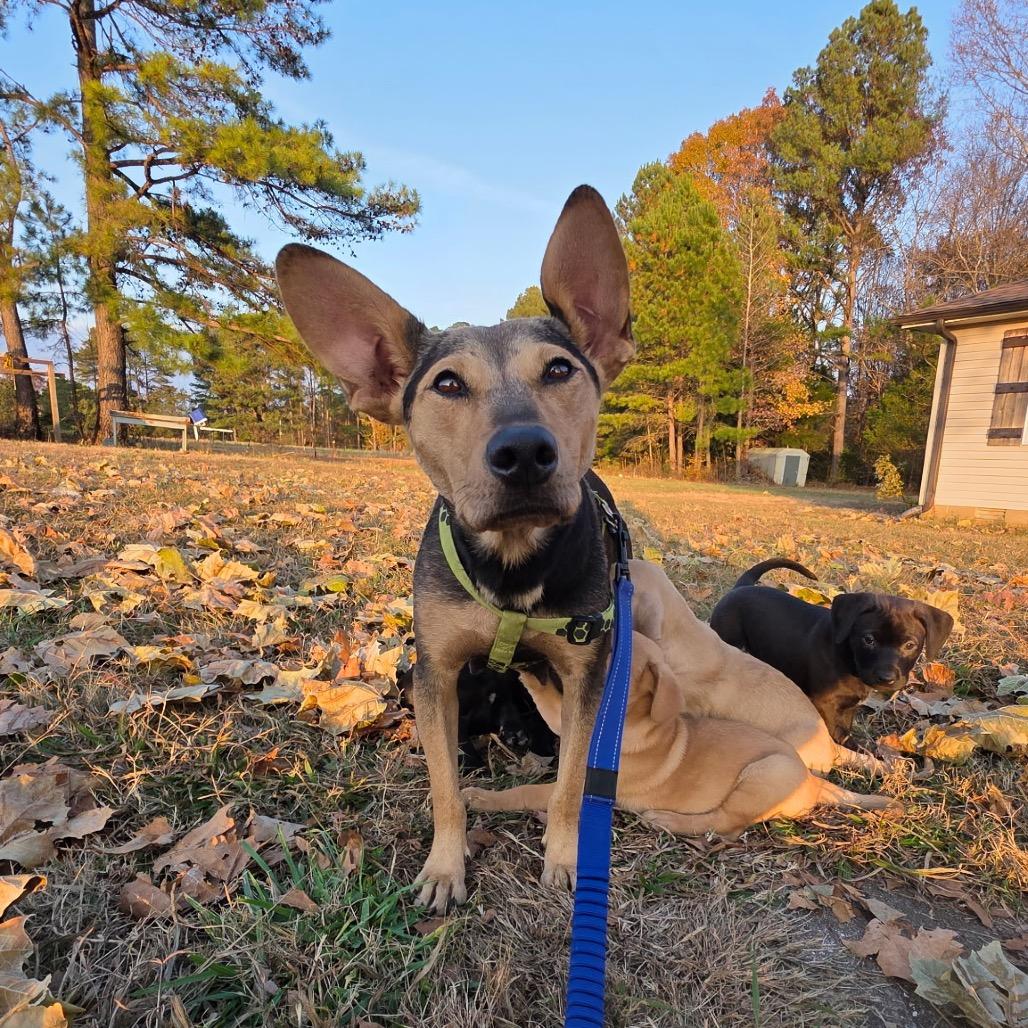 Enlarge Penny Pickles, a Adoptable Mixed Breed in Bartlett, TN image 4/6