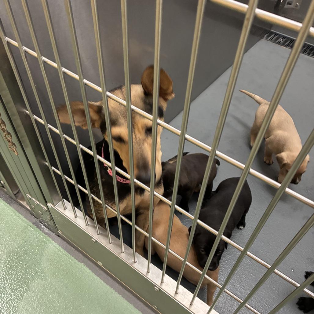 Enlarge Penny Pickles, a Adoptable Mixed Breed in Bartlett, TN image 5/6