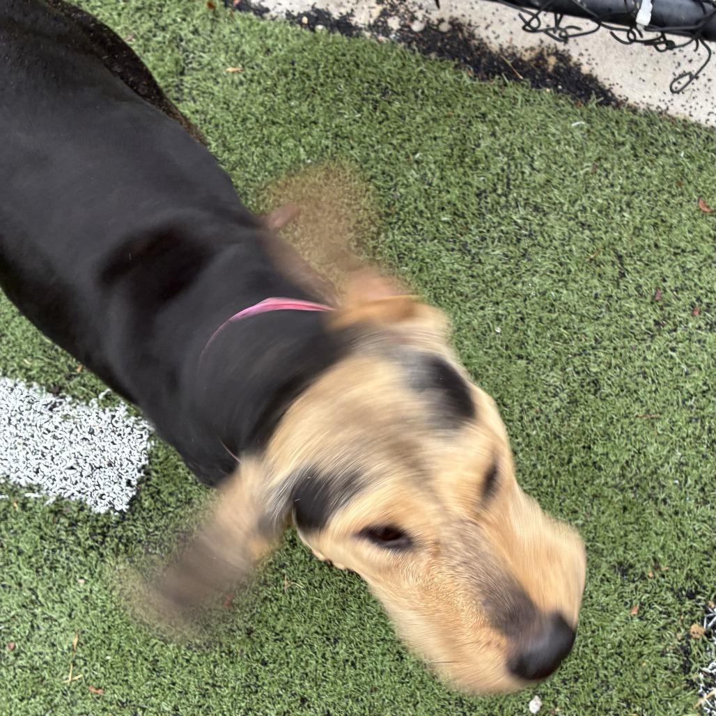 Enlarge Penny Pickles, a Adoptable Mixed Breed in Bartlett, TN image 6/6