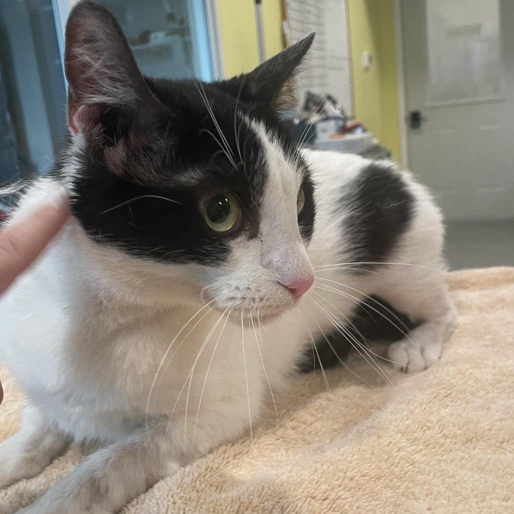 Enlarge Ash, a Adoptable Domestic Short Hair in West Des Moines, IA image 1/5