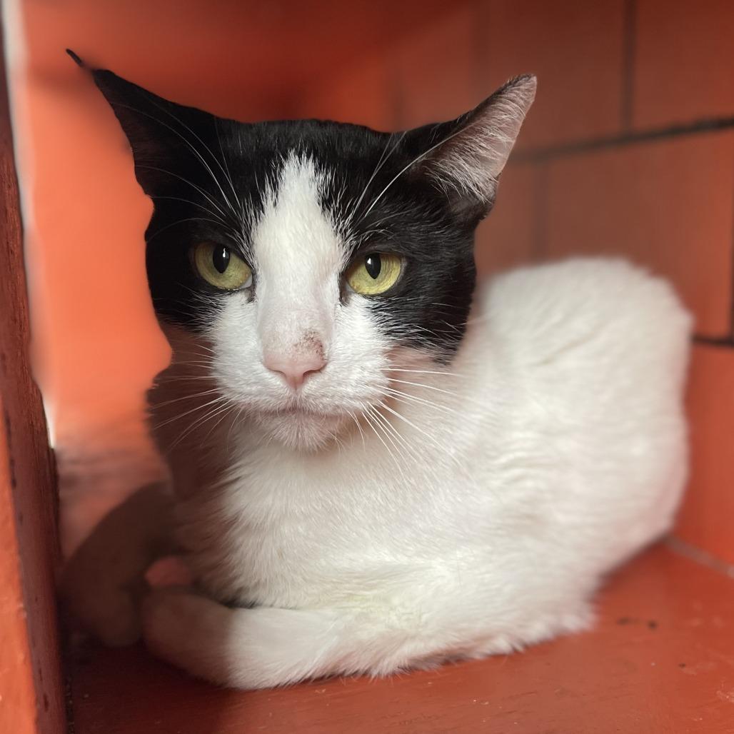 Enlarge Ash, a Adoptable Domestic Short Hair in West Des Moines, IA image 2/5