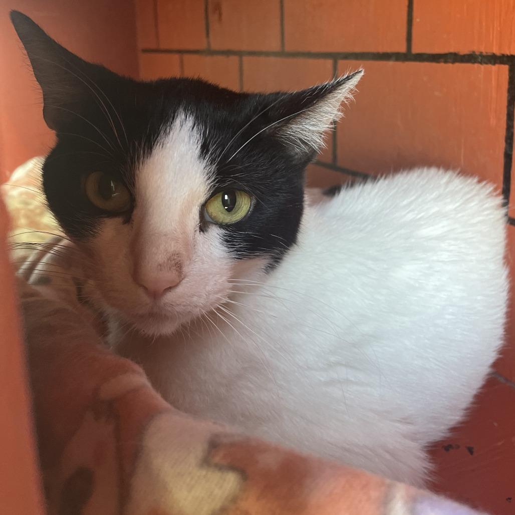 Enlarge Ash, a Adoptable Domestic Short Hair in West Des Moines, IA image 3/5